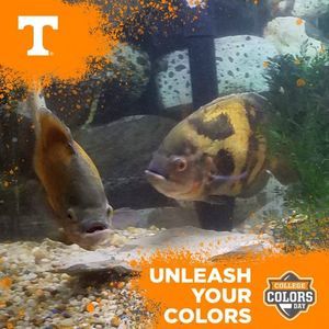 Meet your Posher, Joyce